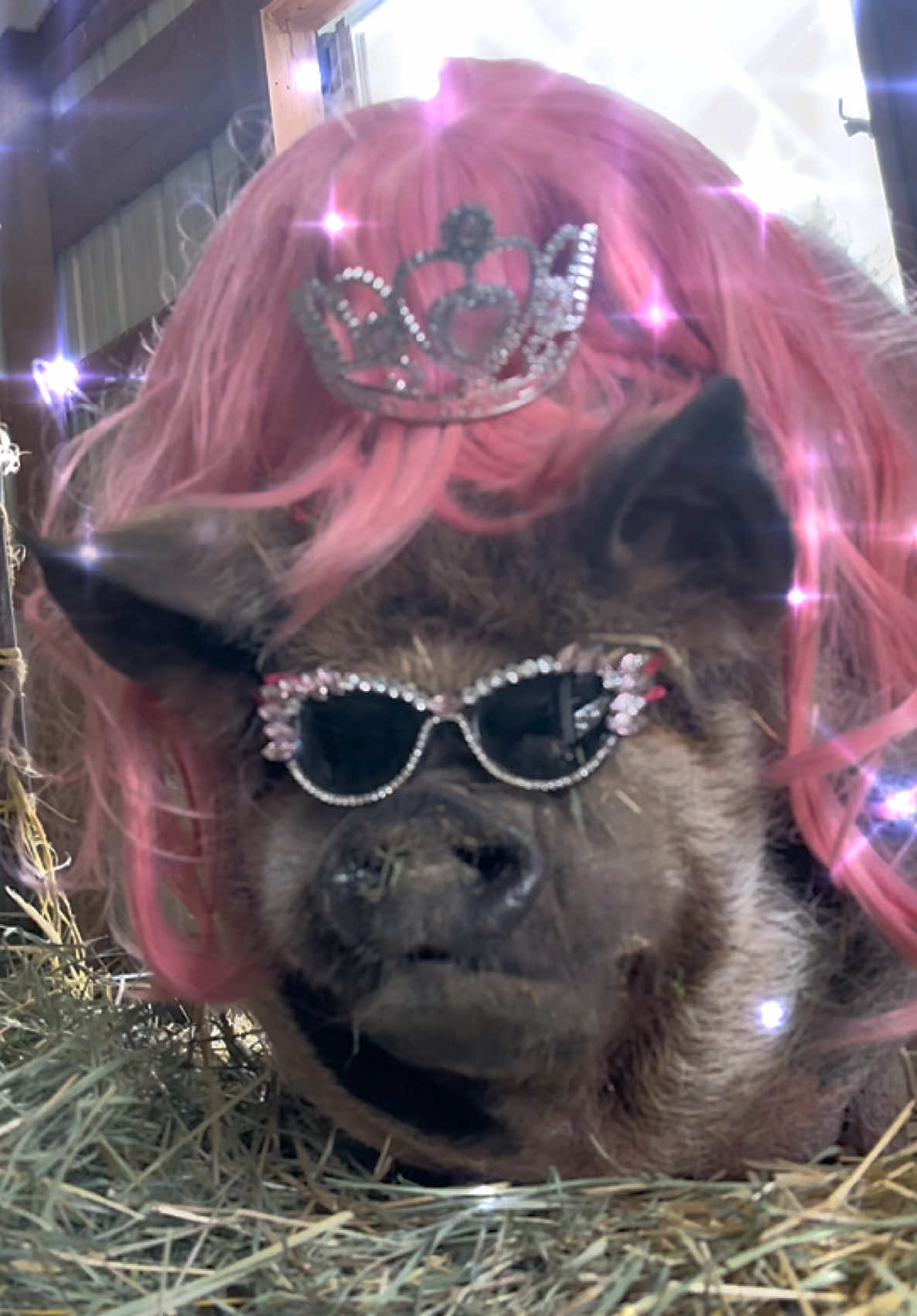 @thewinstonthepig