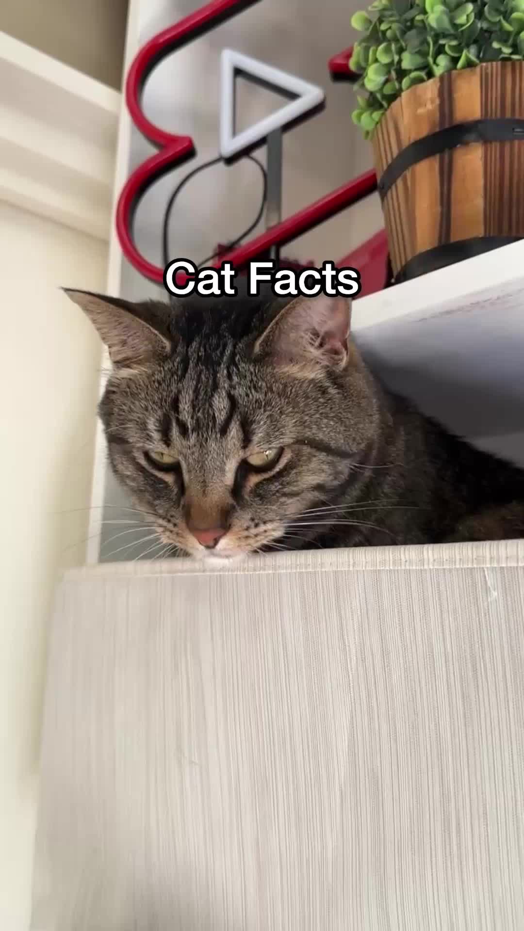 @Chip The Manx