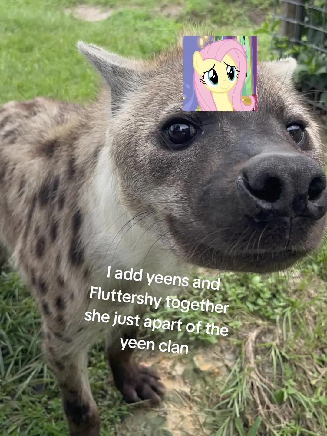 @AbrahamTheHyena🆒6️⃣9️⃣