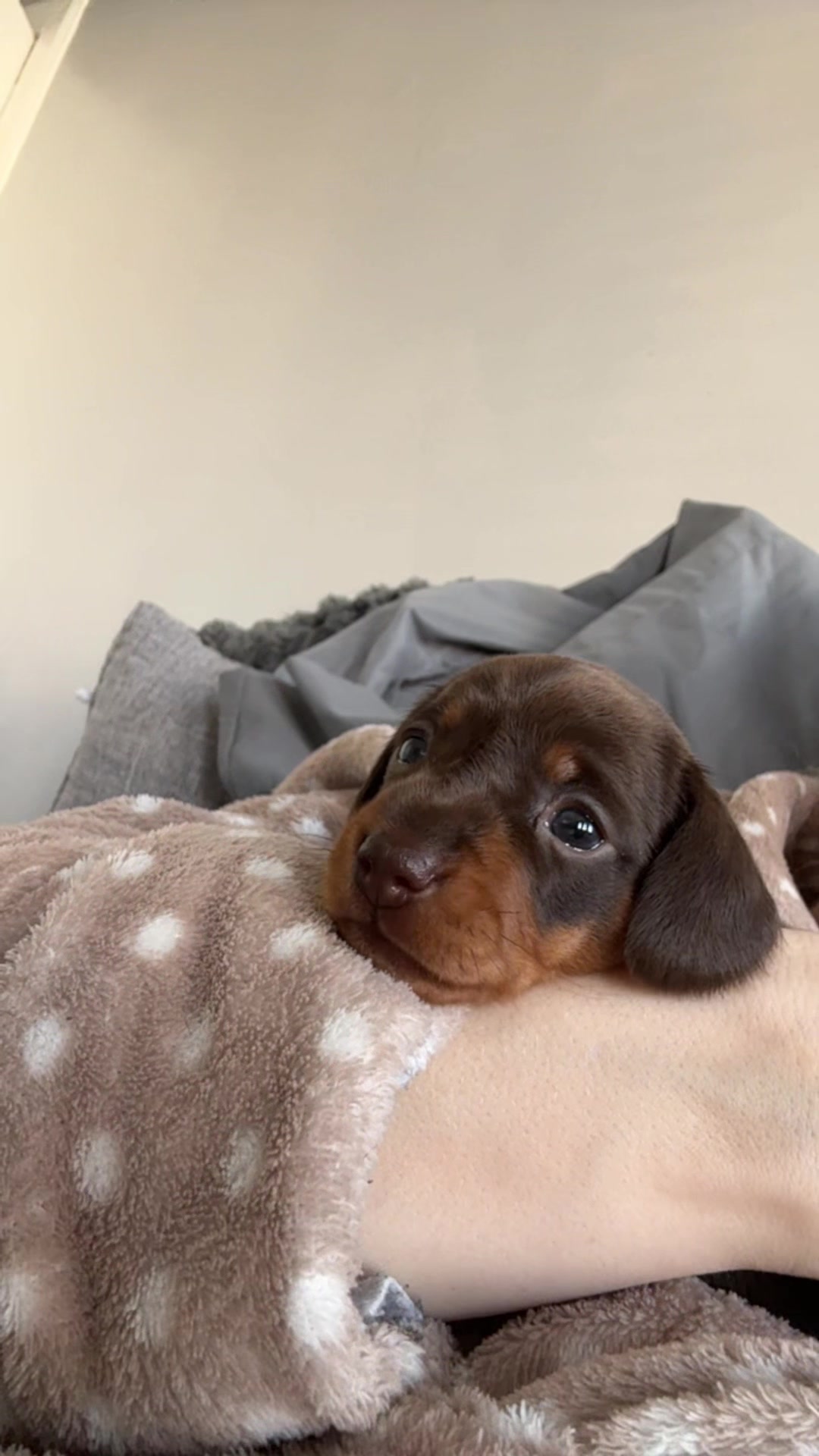 @ciciolive_mini_weiners