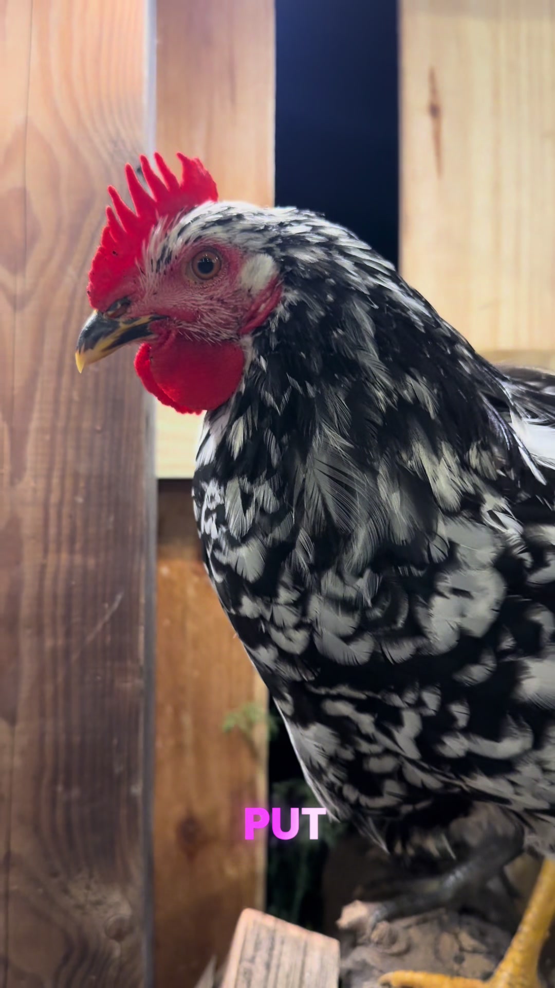 @Cluck Around n Find Out