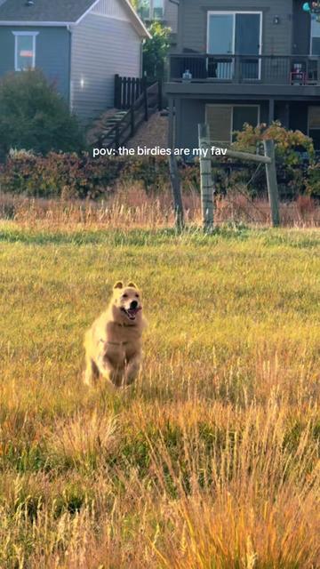 @BEAU & BANKS🐾