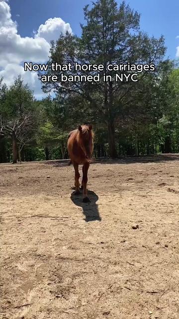 @The Gentle Barn | Sanctuary