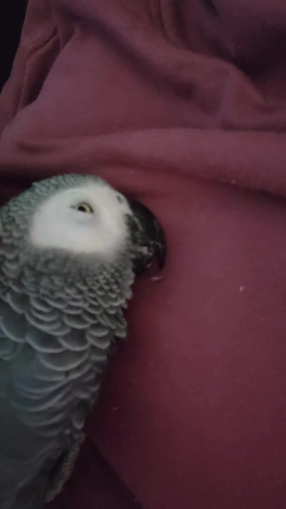 @Ben the bird