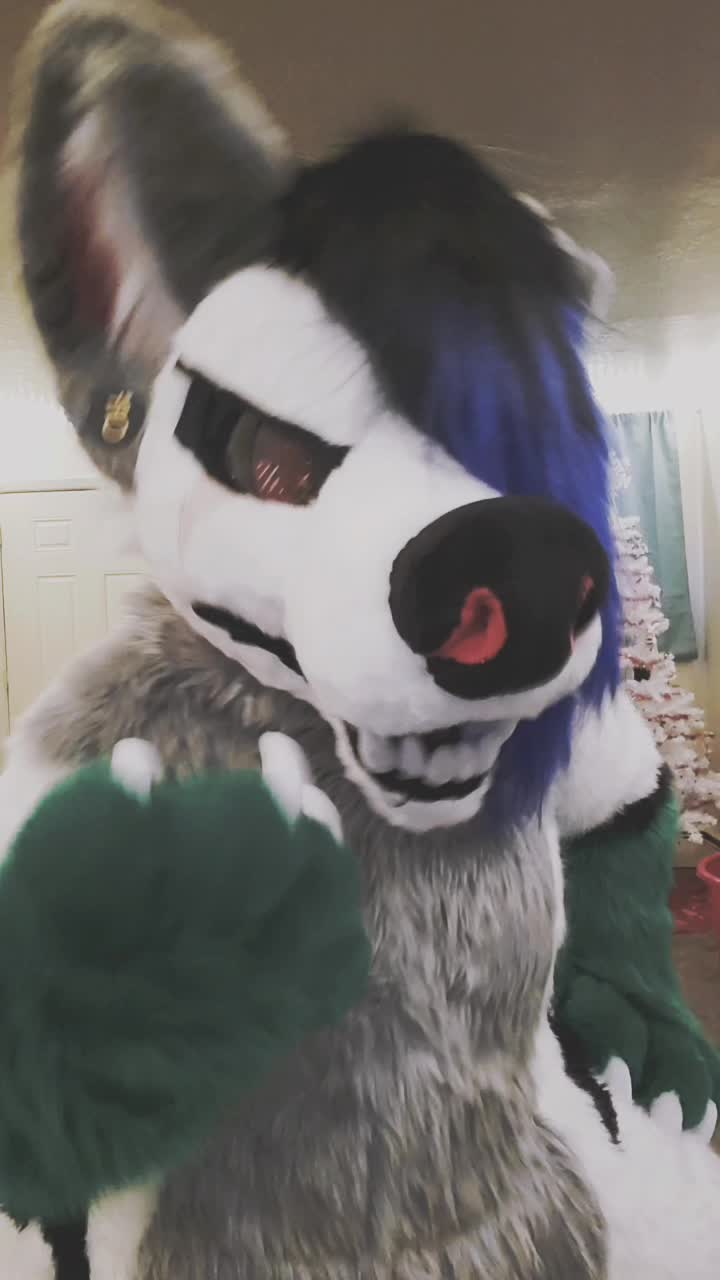 @Luna Husky