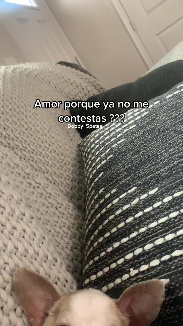@Dobby_elchihuahua