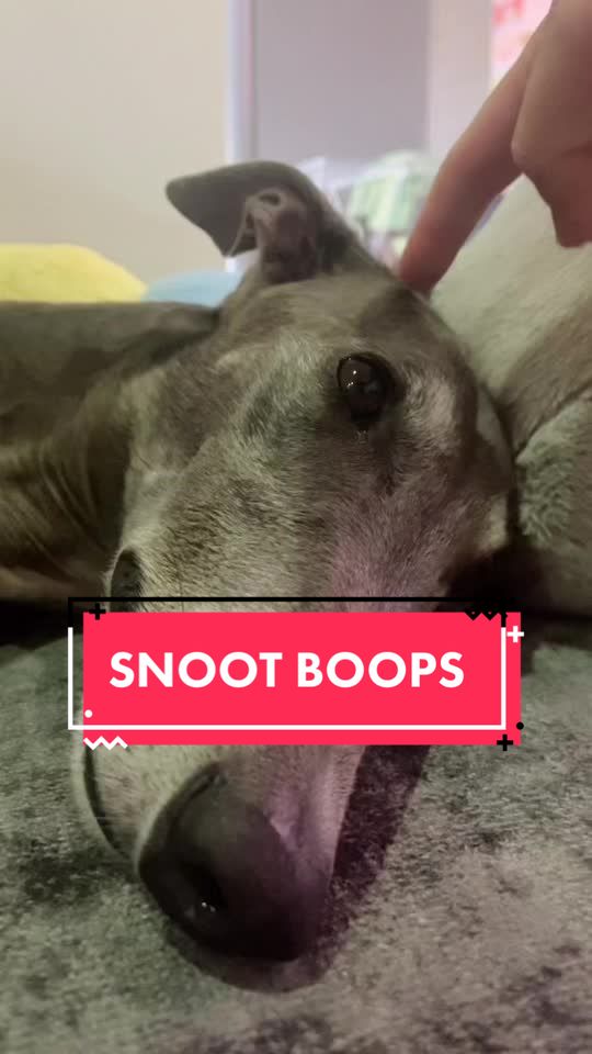 @harrythegreathound