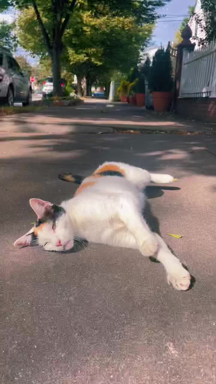 @pantherthecat_18