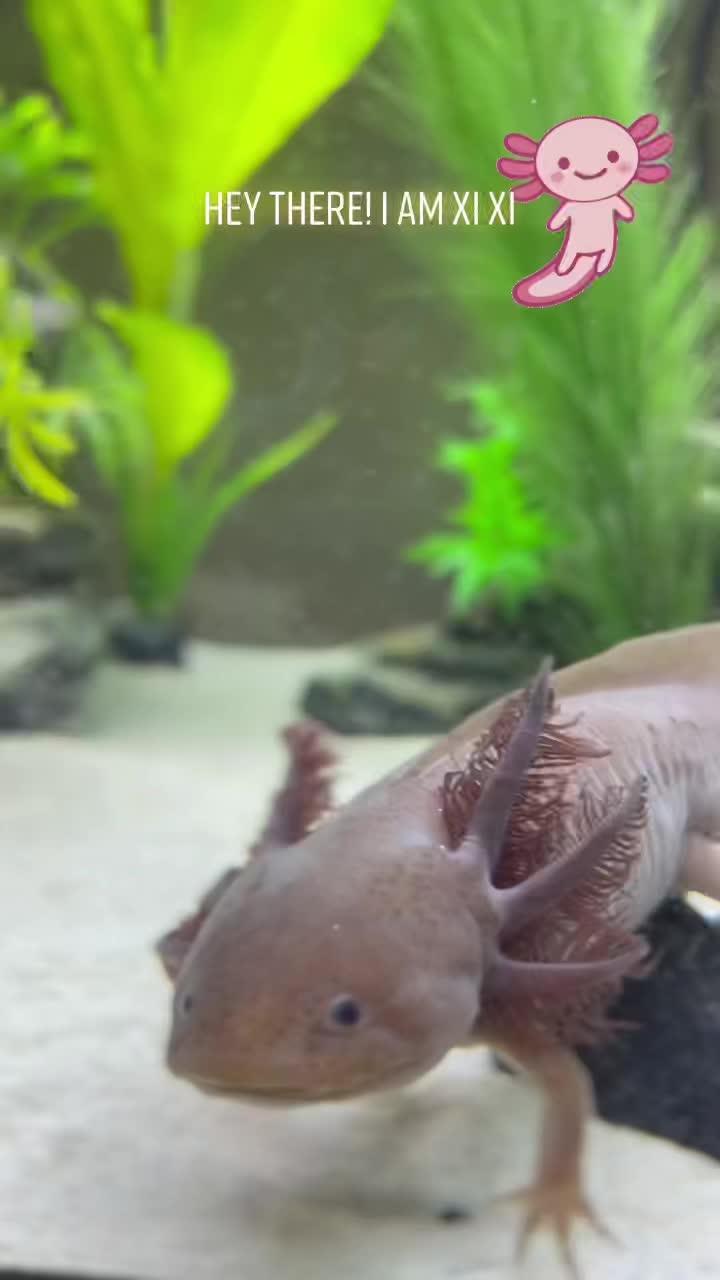 @Axolotl_Xi_Xi