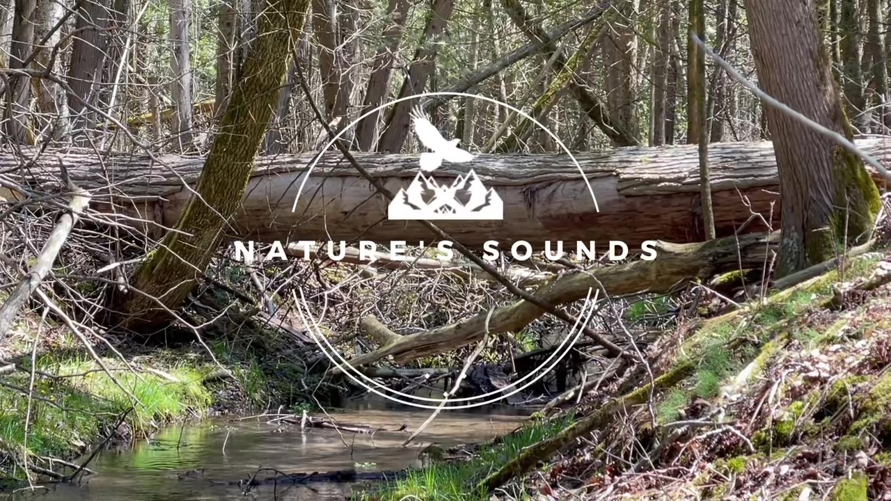 @Nature’s Sounds