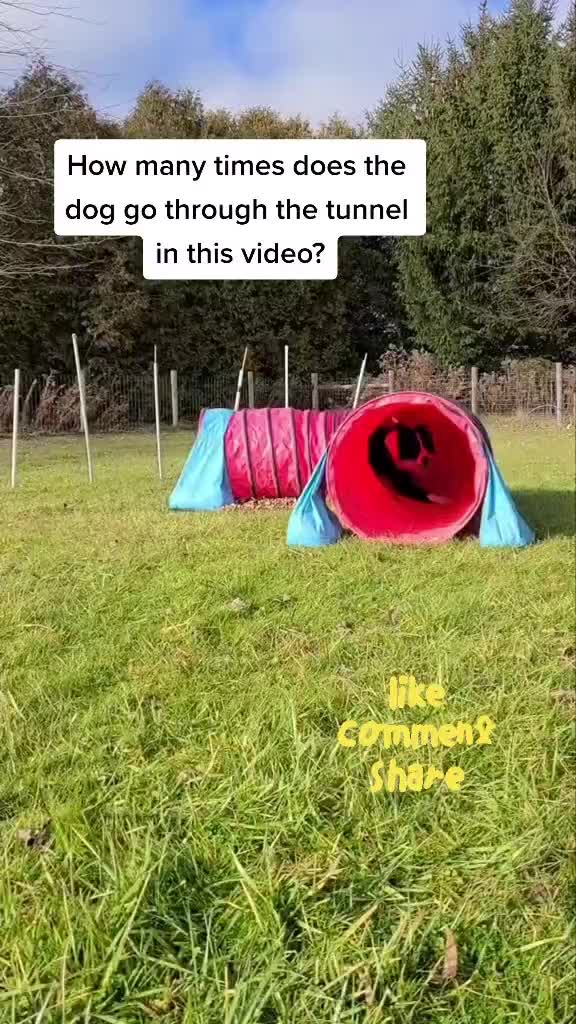 @Zedthebordercollie🇨🇦