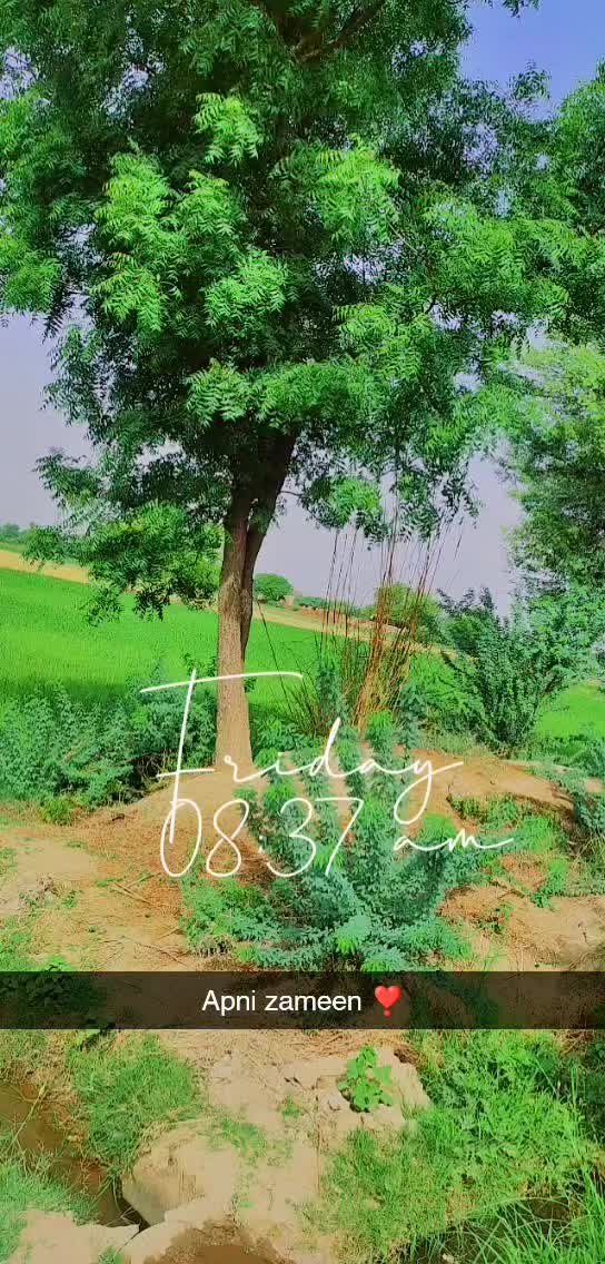 @fari_jutt