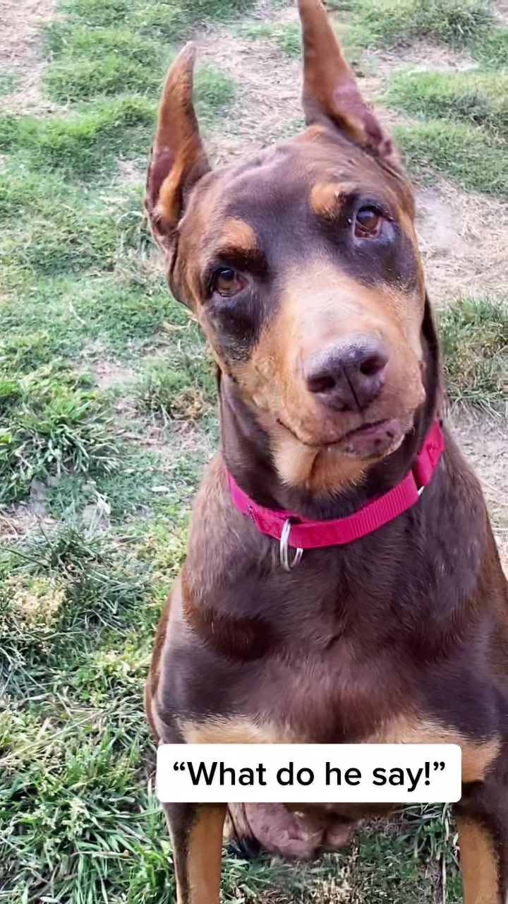 @blessed_dobies