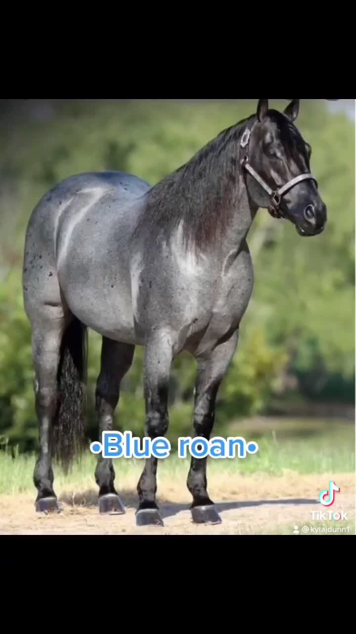 @KYLA 🐎🛢