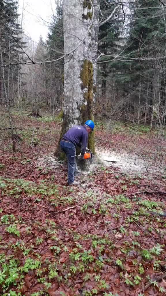 @amirhodzic881