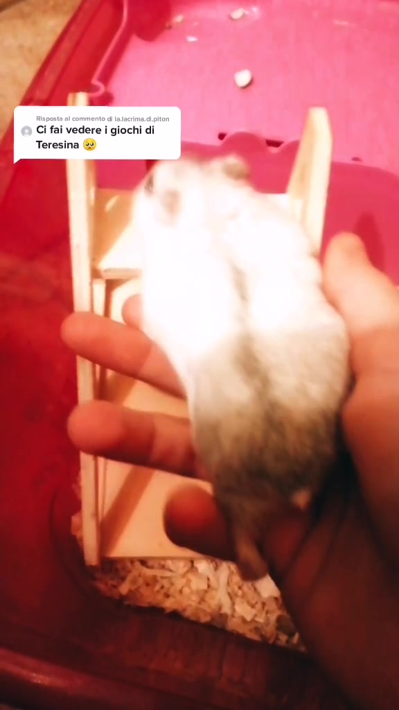 @susi_and_animals🐭🍀💕🎇