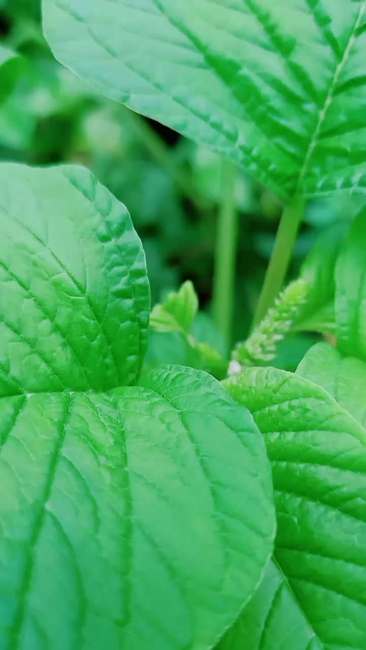 @Kannamma💙