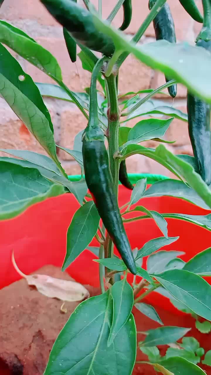 @Kannamma💙