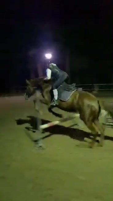 @Końska Grupa🐎