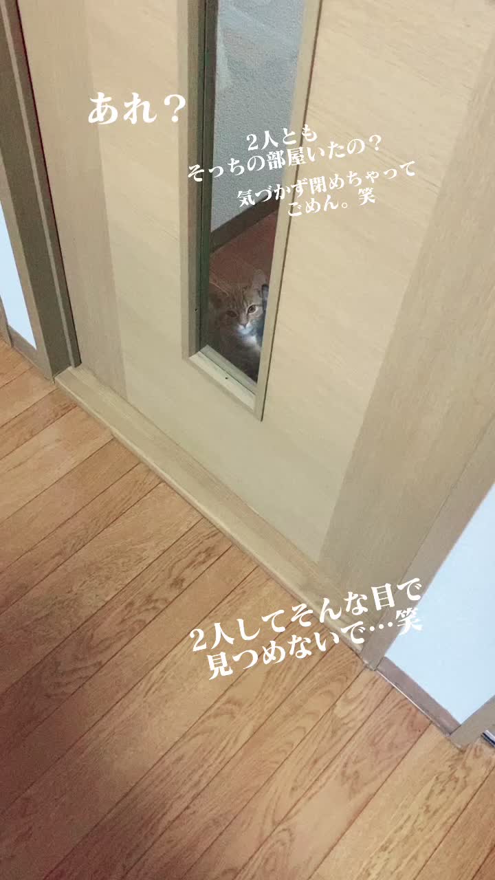 @Toomo-cats🐈