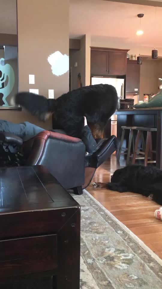 @SennenridgeBernese