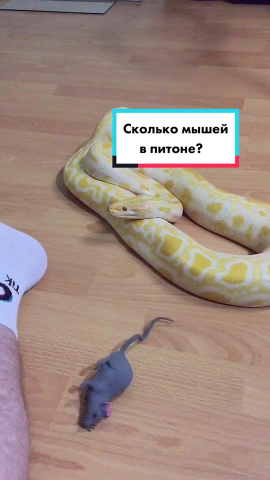 @🐍 ТИГРАнутый 🐍