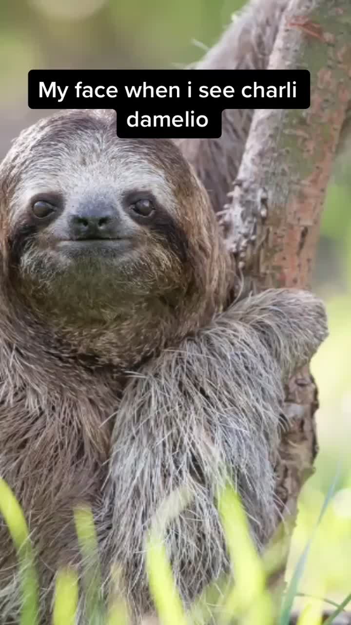 @I exist only as sloth.