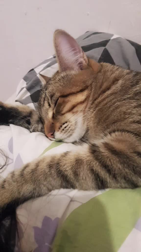 @&hearts;️Priss_Miau_lalocadelosgatos