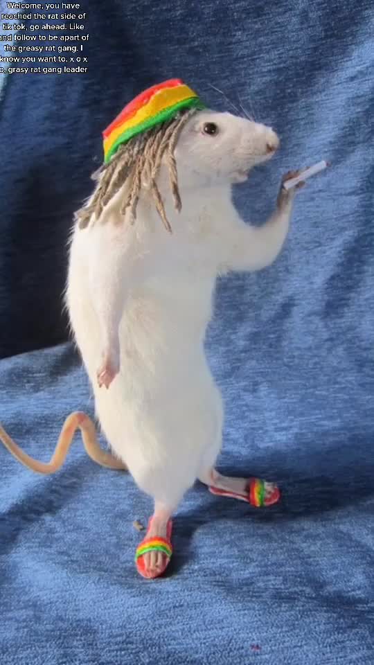 @Rat gang