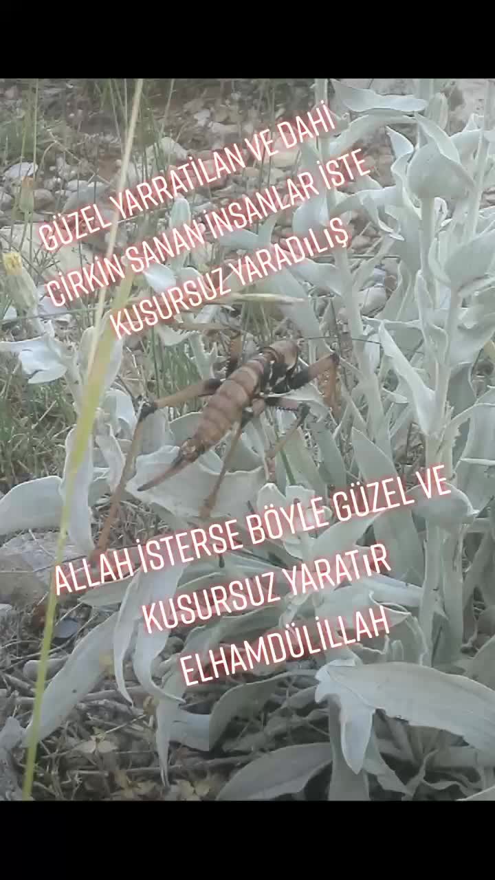 @fatihkahtali44