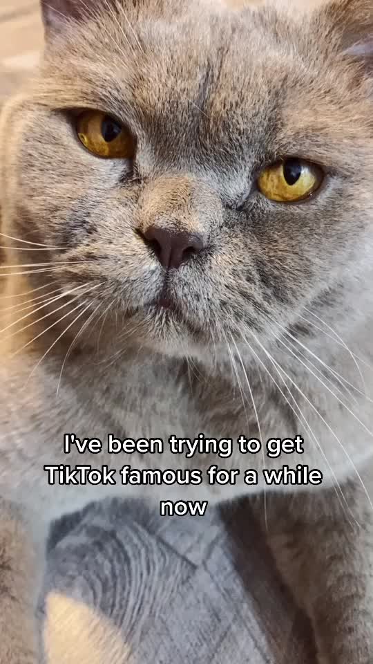 @DodoTheCat 😻