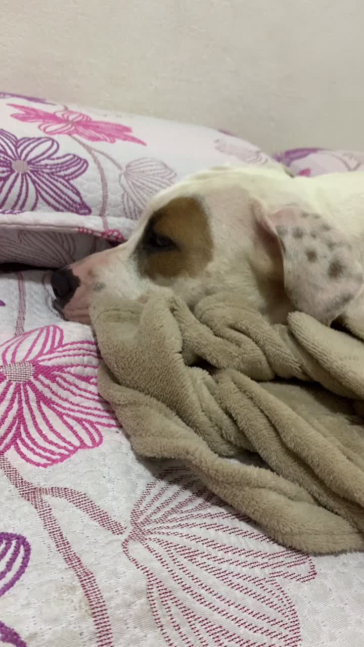 @Bela Pitbull terrier