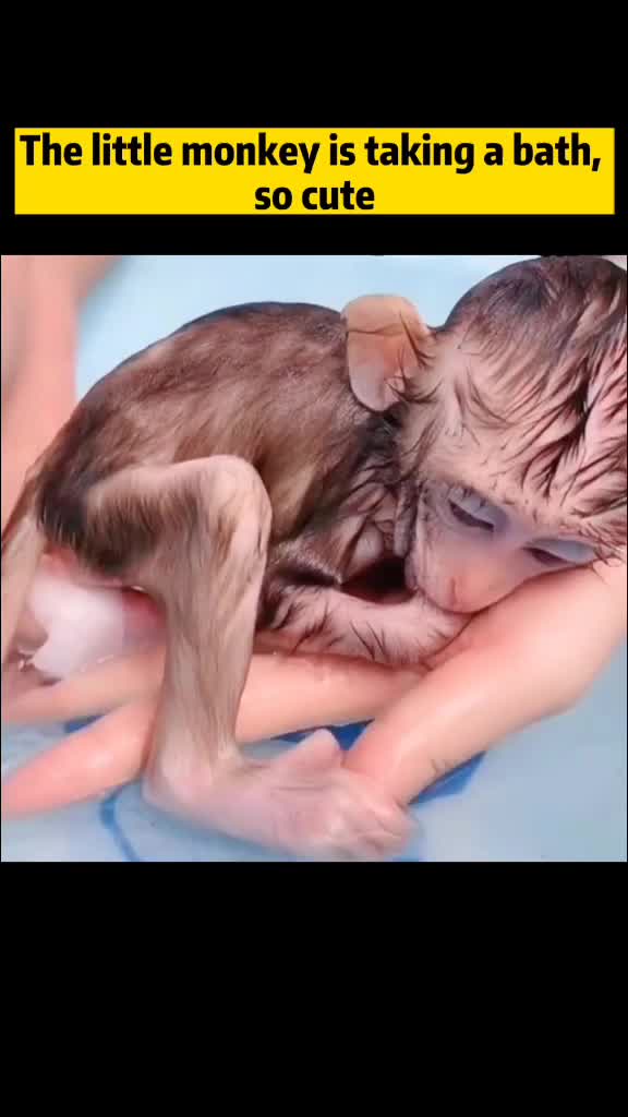 @Surprise animal