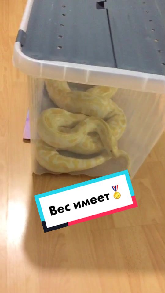 @🐍 ТИГРАнутый 🐍