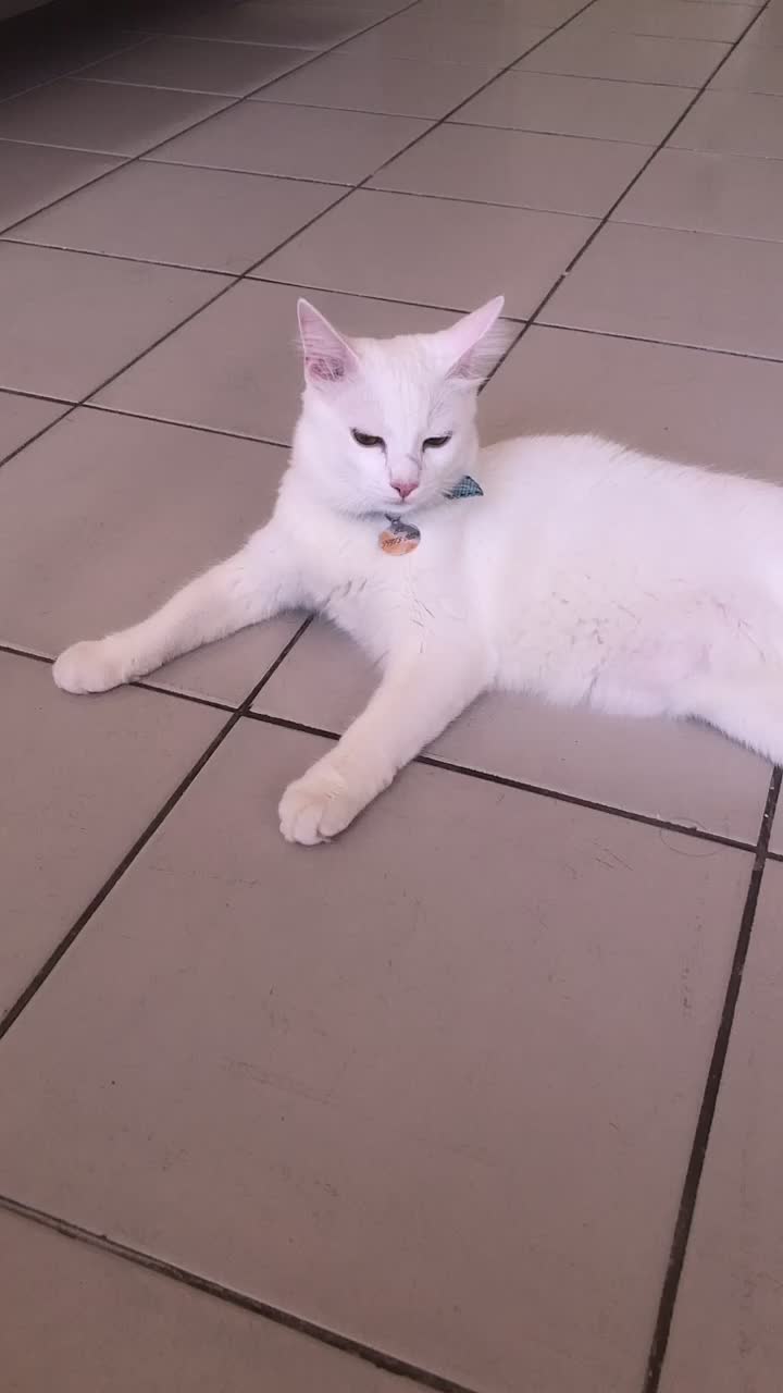 @🐱Cats🐱