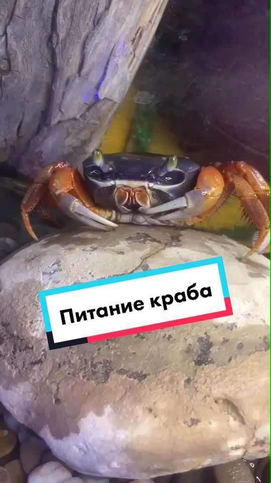 @🐍 ТИГРАнутый 🐍