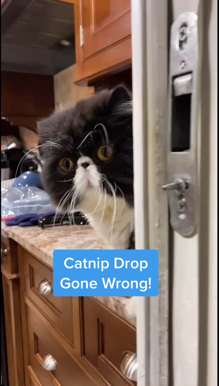 @Walter Bishop The Cat