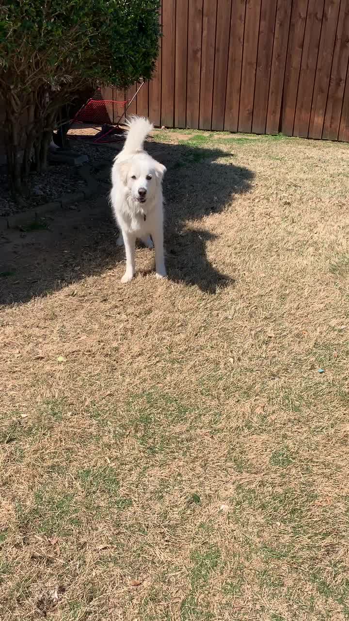 @@brittshittiktok