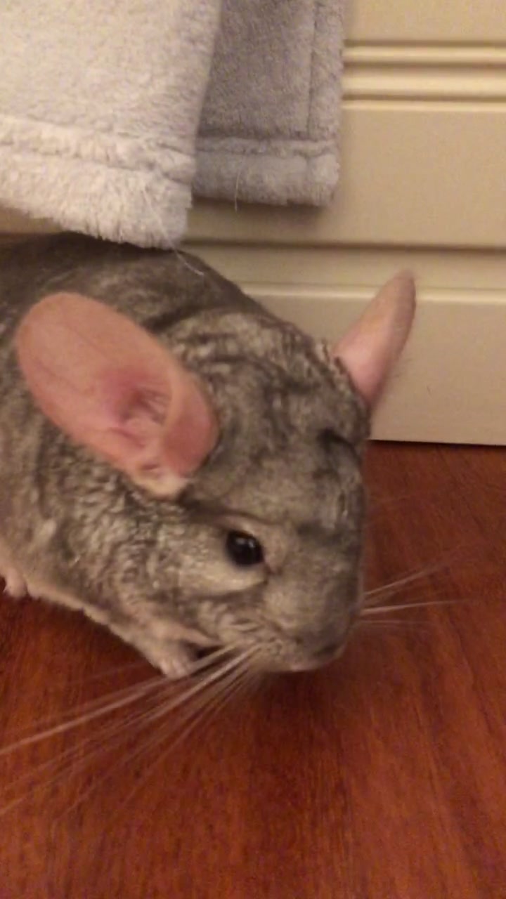 @AlbiTheCinci🐭