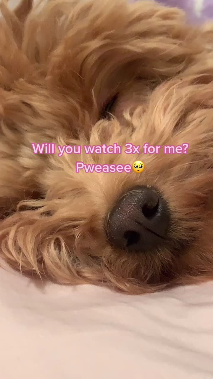@⚡️Cutest puppy on planet earth