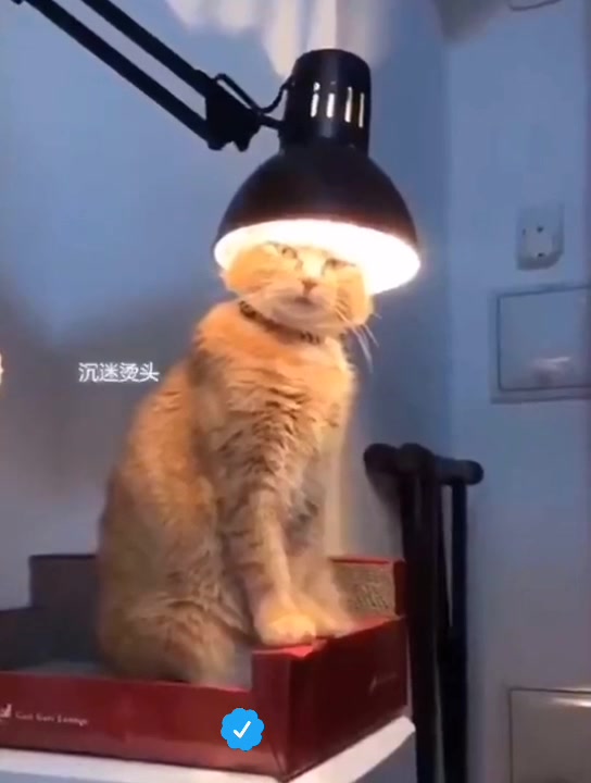 @OneCat