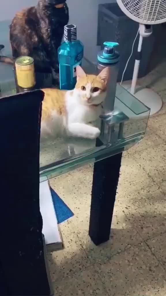 @OneCat