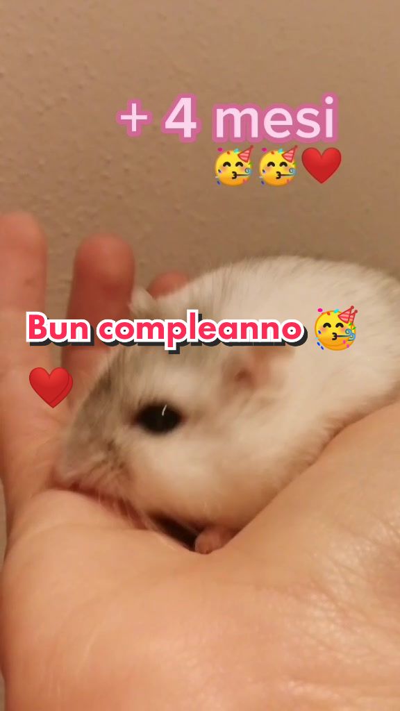 @susi_and_animals🐭🍀💕🎇