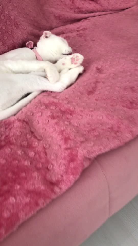 @poncik 🐱