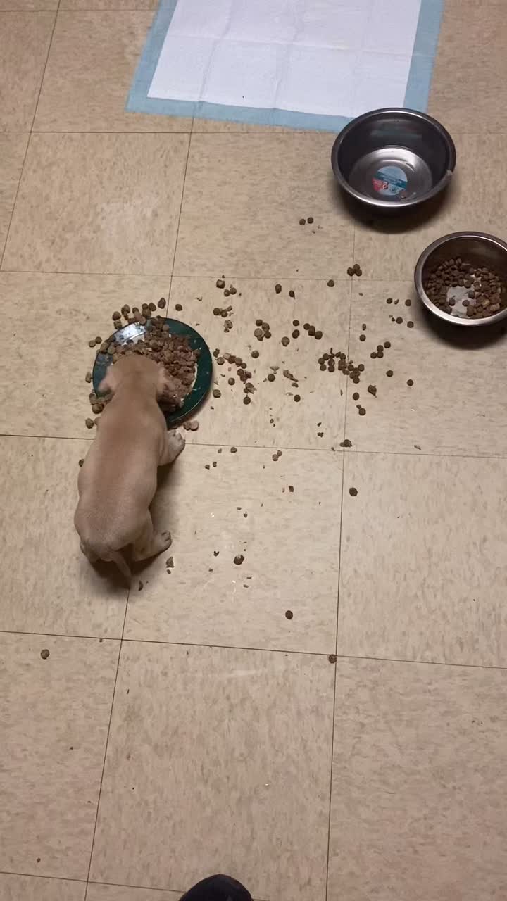 @davincitheamericanpitbull