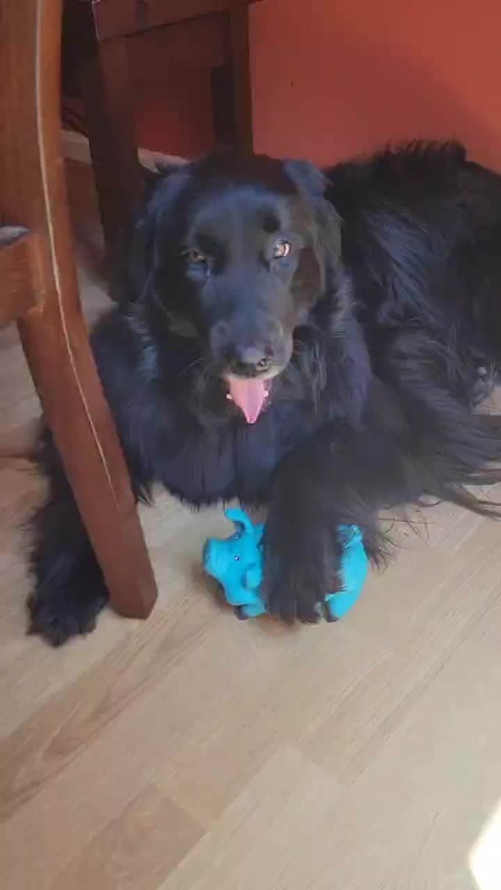 @dogmomof4