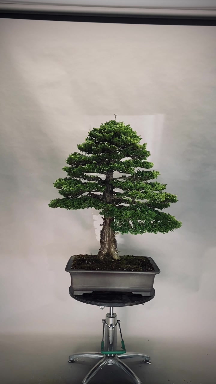 @Bonsai Movement