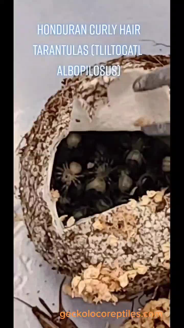 @TheReptileCompanyofWisconsin