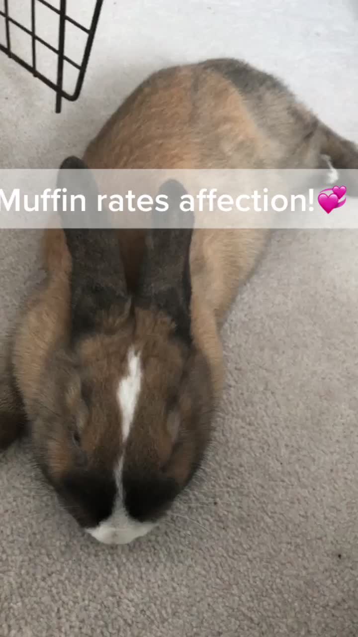 @Muffin💗💛