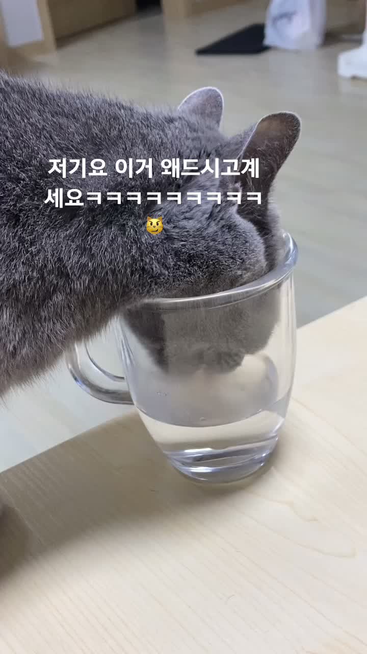 @별이집사😻